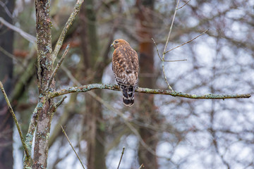 Red shouldered hawk perched on tree branching forest