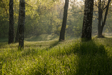 spring morning in a birch grove