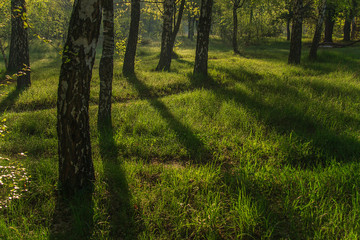 Obraz premium spring morning in a birch grove