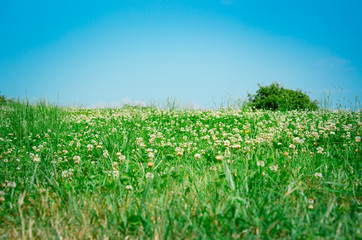 Fototapeta na wymiar Floral landscape clover meadow and blue sky