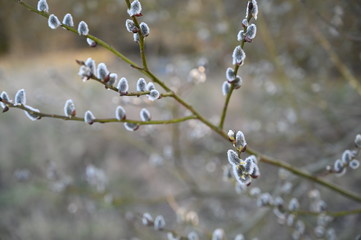 Spring tree. Nature background.