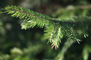 Green branch, Nature background.