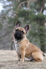 Cute french bulldog in the park outside	