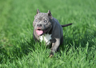 a american bully dog running on the Green field