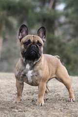 Obraz premium Cute french bulldog in the park outside