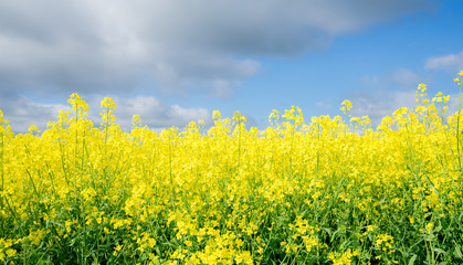Brightly blooming yellow rapeseed (Latin: Brassica napus) field with cloudy blue sky background. It is the third-largest source of vegetable oil and second-largest source of protein meal in the world.