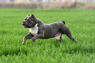 a american bully dog running on the Green field