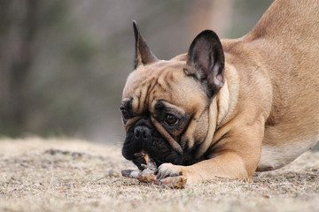 Obraz premium Cute french bulldog in the park outside 