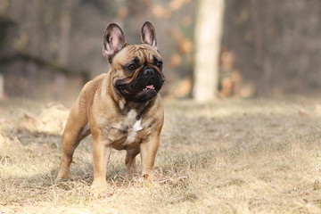 Cute french bulldog in the park outside