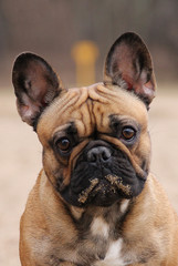 Cute french bulldog in the park outside