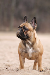 Cute french bulldog in the park outside