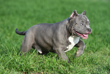 a american bully dog running on the Green field