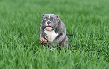 a american bully dog running on the Green field