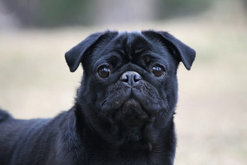 Pug posing outside in the beach. Pug portrait