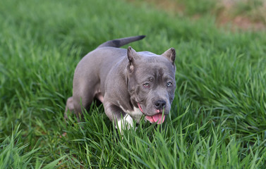 perro american bully