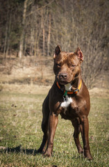 Pitbull terrier portrait in the nature
