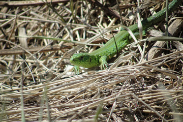 Green lizard on grass in forest in Siberia