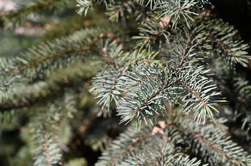 Spruce branch. Tree in forest. Green nature background.