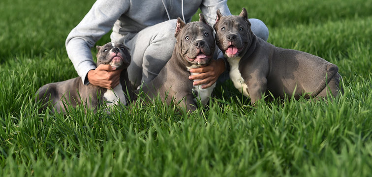 perro american bully