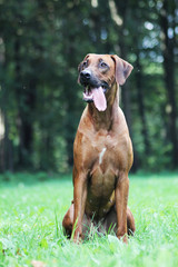 Rhodesian ridgeback dog female portrait.	