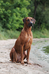 Rhodesian ridgeback dog female portrait. 