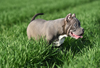 perro american bully