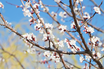 Sakura white blossom in spring,photo