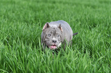 american bully dog in the green field