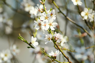 Sakura white blossom in spring,photo