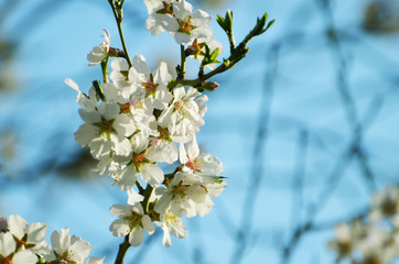 Sakura white blossom in spring,photo