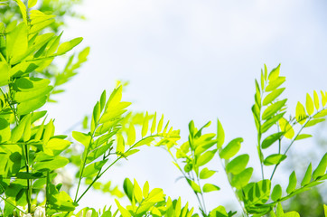 Springtime background vivid green leaves of acacia tree against light blue sky