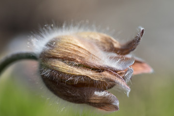 Macro photo of a closed small pasque flower (Latin: Pulsatilla pratensis) also called meadow anemone. Cute hairy flower on green field. Estonia, Europe
