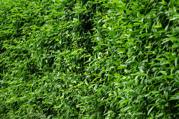 Live wall background vivid green leaves