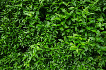 Live wall background vivid green leaves