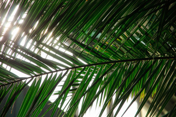 Obraz na płótnie Canvas Green leaves palm close up tropical background