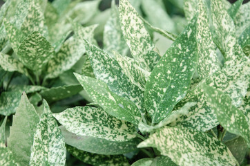 Green spotted leaves pastel colors full background