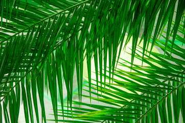 Green leaves palm close up tropical background