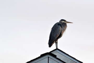 Blue Heron Perched 01