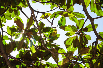 Magnolia tree close up on blue sky background