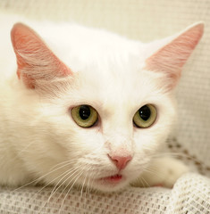 short-haired white cat and scared look portrait