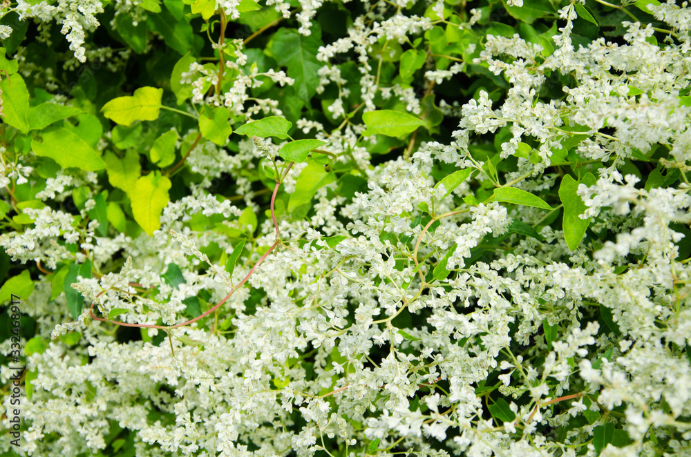 Wall mural Full bloom background living wall creeper plant Fallopia with white flowers