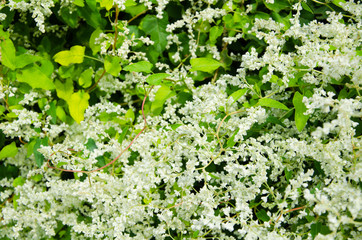 Full bloom background living wall creeper plant Fallopia with white flowers