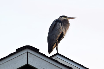 Blue Heron Perched 08