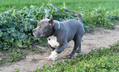 perro american bully