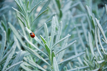 Fresh rosemary herb close up full background