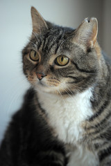 plump brown and white cat 10 years old