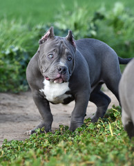 a little bully dog 