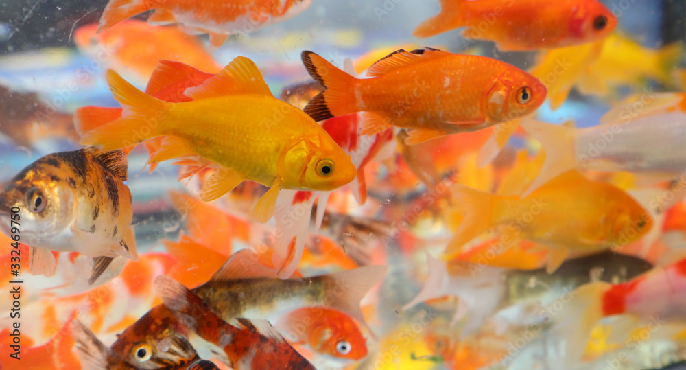 Wall mural shoal of goldfish in the aquarium