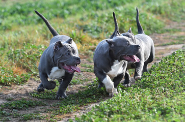 a little bully dog 