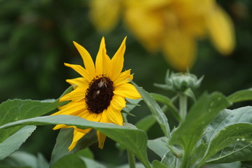 Fototapeta premium Bees on a sunflower, Brooklyn Botanical Garden, NY, USA